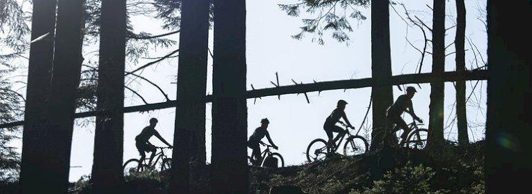 Aalborgs mountainbikespor skader skoven og skal afvikles