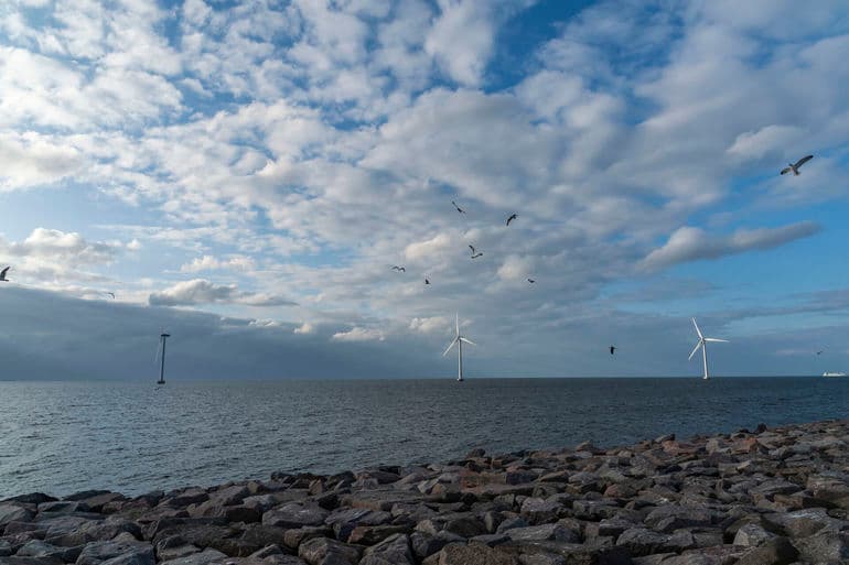 Undersøgelse viser at fugle undviger vindmøllevinger