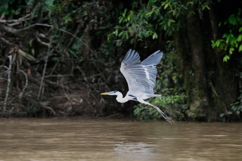 Vælgere i Ecuador stemmer for at stoppe olieboring i Amazonas