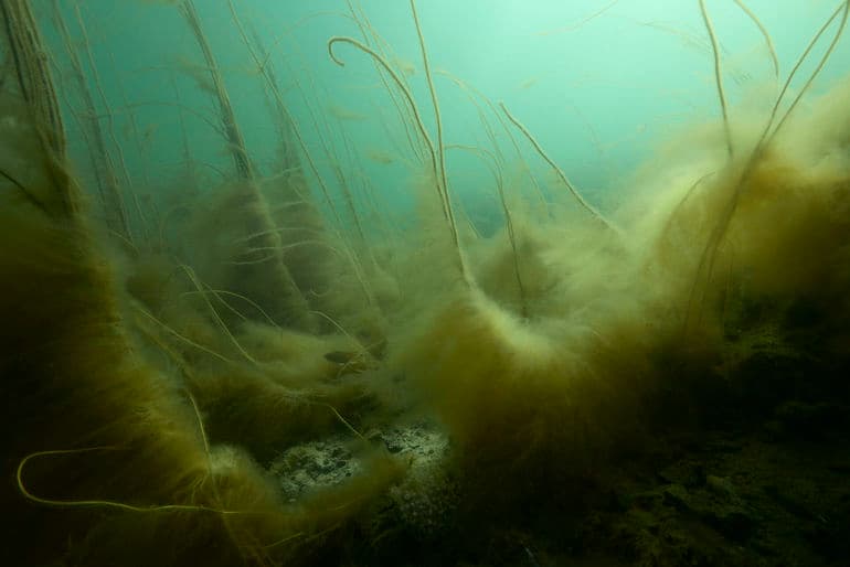 Green Power Denmark går sammen med naturfredningsforeninger om råd til kommende havnaturfond