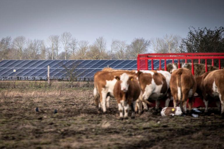 Må ikke opføres på landbrugsareal: Dansk energiselskab får afslag på at bygge solcellepark i Sverige
