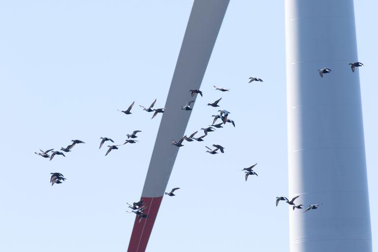 Ny teknologi skal sikre at færre fugle flyver ind i havvindmøller