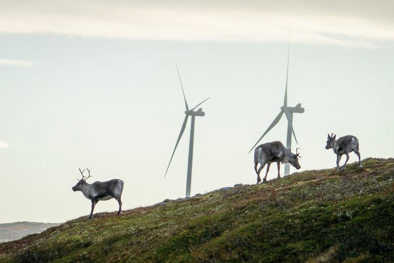Politi fjerner samiske aktivister fra norsk energiministerium
