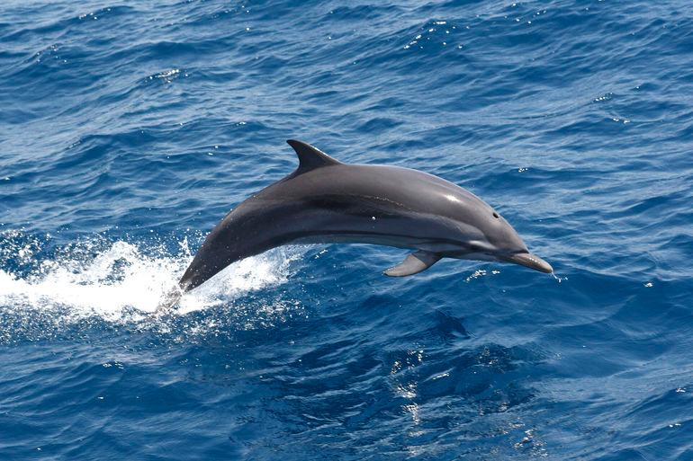 Etablering af Vesterhav Nord har ikke skræmt delfiner væk