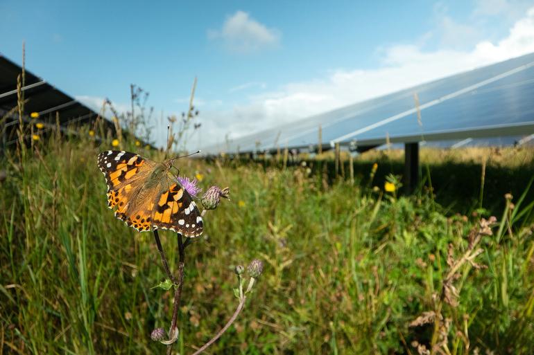 Better Energy får tilladelse til solcellepark i Kolding og Vejle kommuner